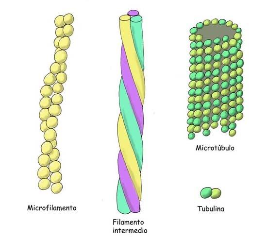 O Citoesqueleto consiste