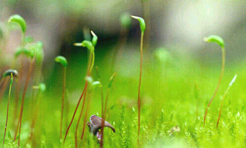 Plantas - diversidade Objetivos da aula: