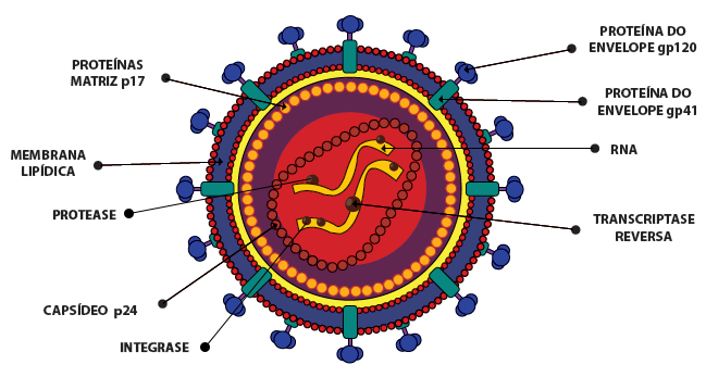 Na parte interna do envelope viral, existe uma estrutura proteica constituída pela proteína 17 (p17).