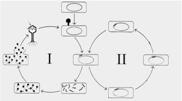 5. (UFT/2010) Avalie a figura abaixo e marque a alternativa que apresenta a sequência CORRETA. 1. A figura representa os ciclos lítico e lisogênico de um vírus. 2.