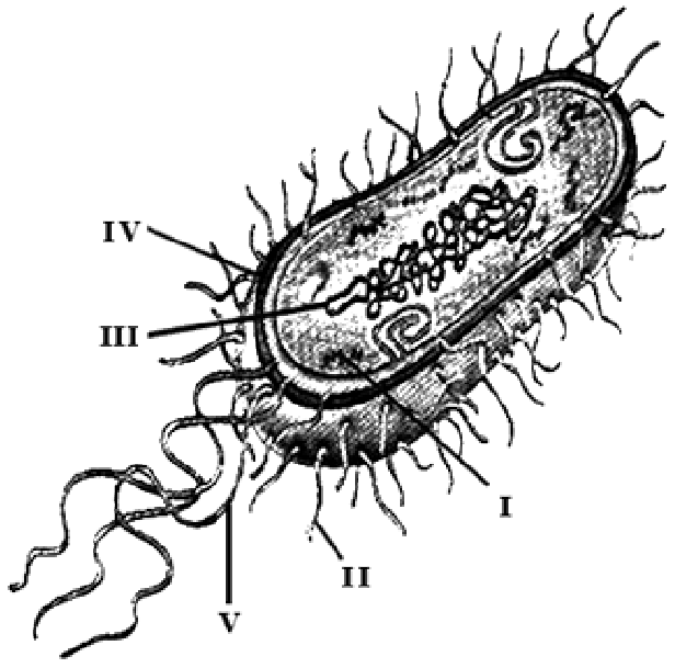 (PUC MG/2008) A figura mostra as quatro etapas do experimento de transformação bacteriana realizado por Griffth em 1928. + Associação entre bactérias capsuladas inativas e não capsuladas vivas.