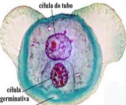 8.3 Angiospermas (dupla fecundação) Estruturas