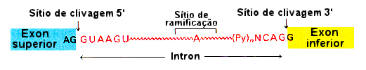 Em procariotos a tradução ocorre simultaneamente com a transcrição Os eucariotos processam extensivamente o RNA destinado a se tornar mrna; transcritos primários em eucariotos