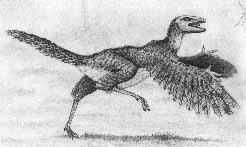 Archaeopteryx Um pássaro que viveu há cerca de 150 milhões de anos atrás apresentando ainda inúmeras características típicas dos répteis.