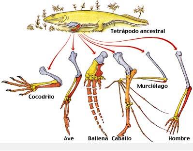 Ilustração de diversas estruturas homólogas MESMA ORIGEM EMBRIONÁRIA