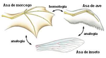 As asas dos insetos e das aves são estruturas diferentes quanto à origem embriológica, mas