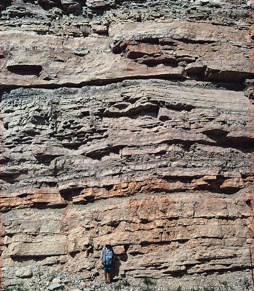 Muitas vezes, estas formações sedimentares contêm fósseis, formados por partes de organismos ou vestígios de sua