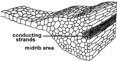 No interior do caulídio de algumas espécies, especialmente nos musgos, são encontrados tecidos vasculares chamados hidróides e leptóides, semelhante ao xilema e floema, respectivamente, das plantas