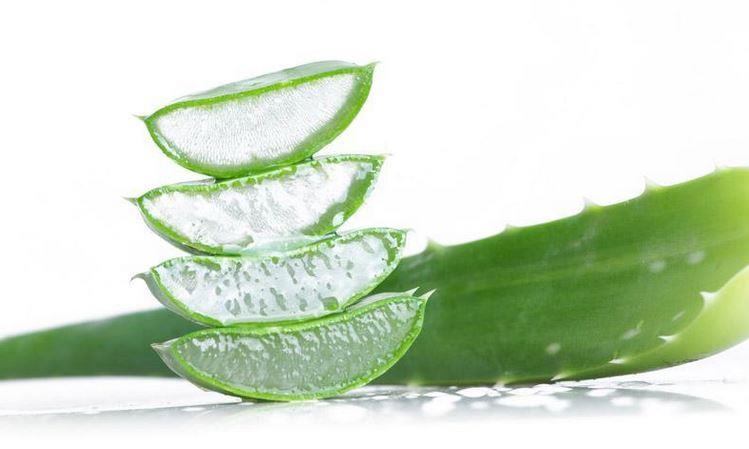 Gel de Aloe Vera Imagine cortar uma folha de babosa e consumir o gel diretamente da planta.