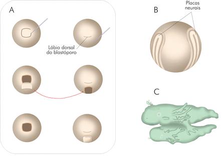 CAPACIDADE INDUTORA DO ORGANIZADOR Indução neural Tubo neural Gástrula inicial