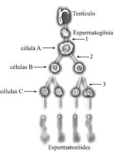 5) (Unicamp-2005) Os esquemas A, B e C abaixo representam fases do ciclo de uma célula que possui 2n = 4 cromossomos. a) A que fases correspondem as figuras A, B e C? Justifique.