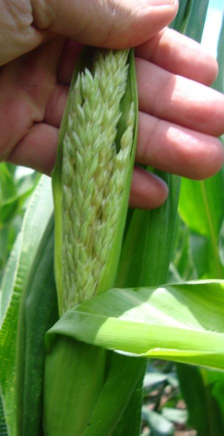 Esquema de campo para o Top-cross Ano 1 1) pendões das linhagens (fêmeas) são retirados; 2) são fecundadas com pólen do Testador; 3) sementes das