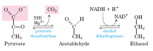 ETANOL É O PRODUTO DA REDUÇÃO NA FERMENTAÇÃO ALCOÓLICA Os microorganismos fermentam a glucose em etanol e CO 2, em vez de