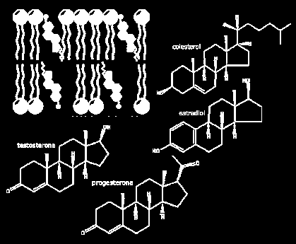 ESTERÓIDES No reino animal, os esteróides mais abundantes são os derivados do colesterol C 27 H 46 O, que é um álcool.