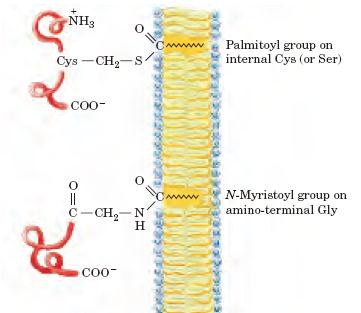 Muitas proteínas das membranas contêm oligossacarídeos covalentemente ligados.