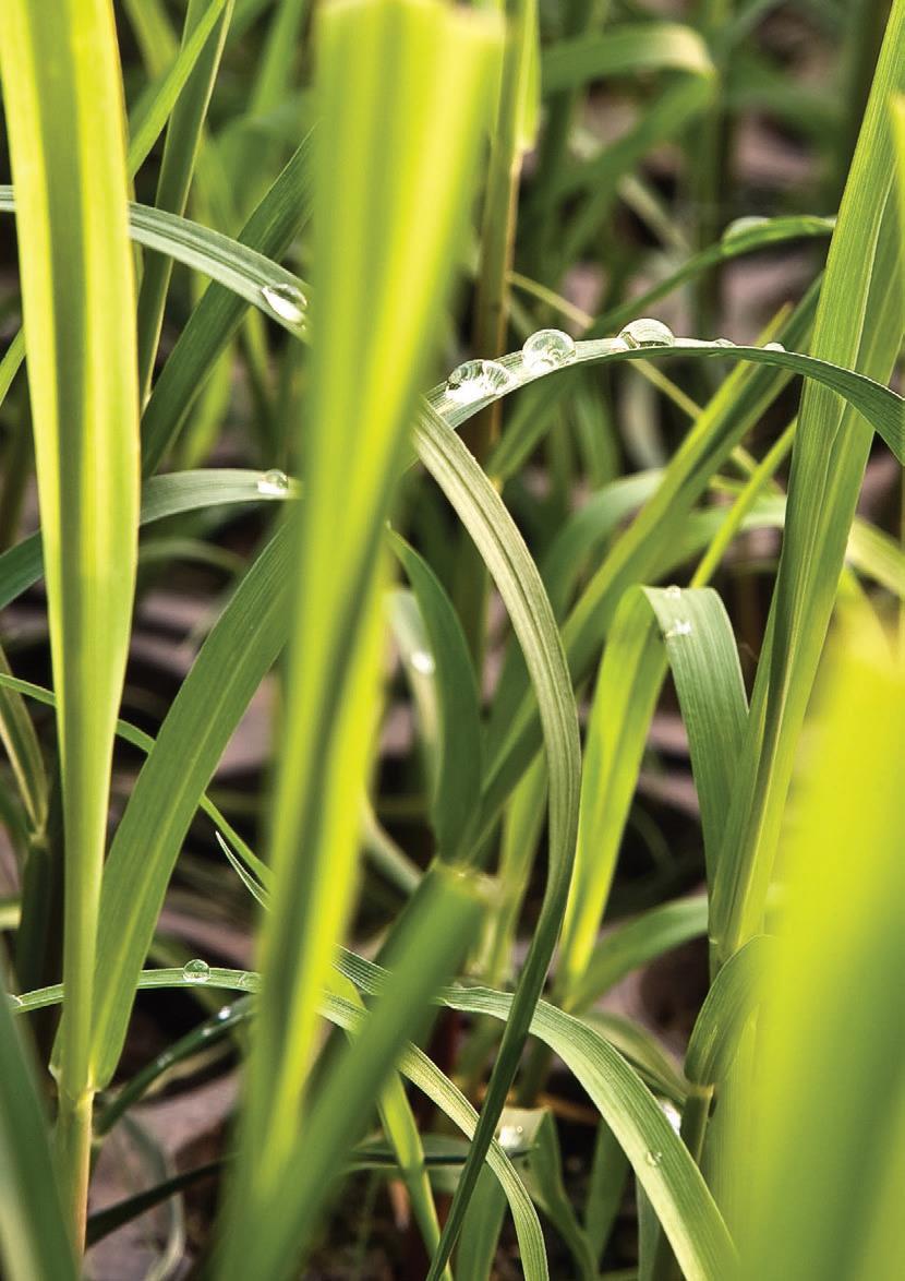 Brasil primeiro produtor de cana de açúcar, açúcar e de etanol de cana A agro industria da cana de açúcar é um