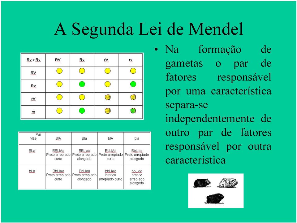 característica separa-se independentemente de