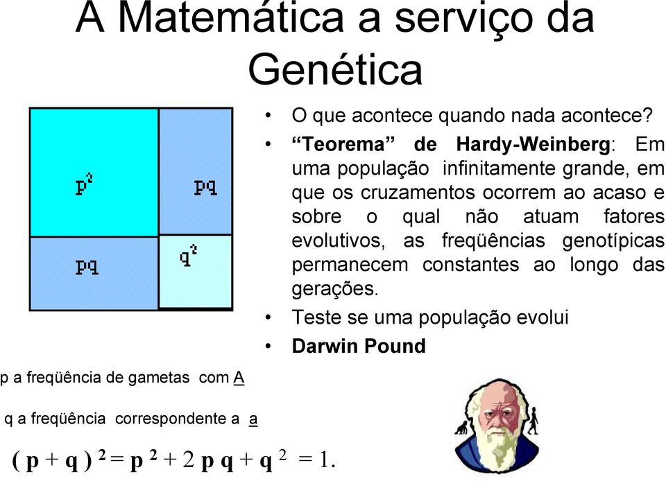 sobre o qual não atuam fatores evolutivos, as freqüências genotípicas permanecem constantes ao longo das