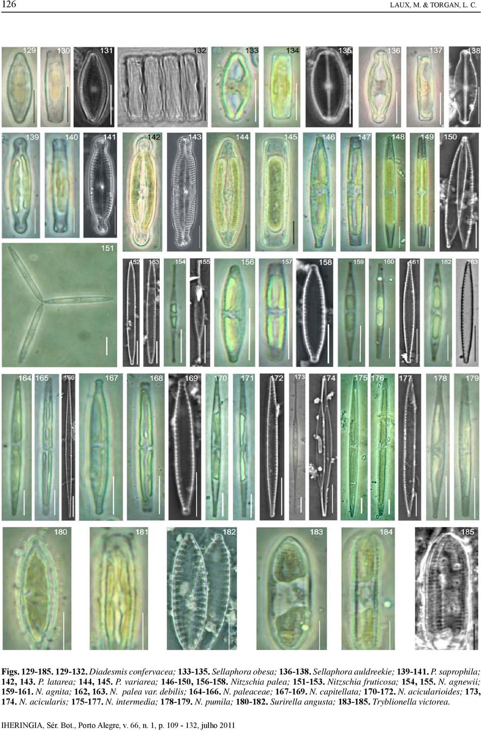 Nitzschia fruticosa; 154, 155. N. agnewii; 159-161. N. agnita; 162, 163. N. palea var. debilis; 164-166. N. paleaceae; 167-169. N. capitellata; 170-172.