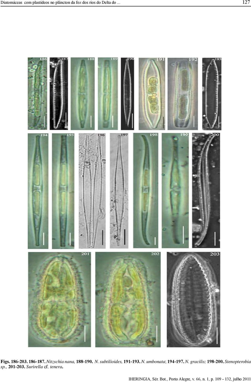 Nitzschia nana, 188-190. N. subtilioides, 191-193. N. umbonata; 194-197.