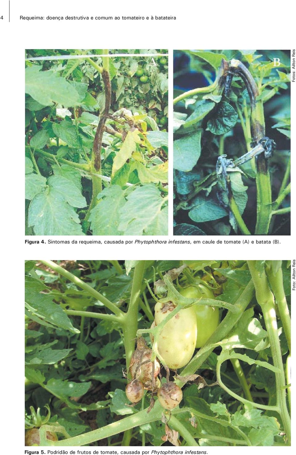 Sintomas da requeima, causada por Phytophthora infestans, em