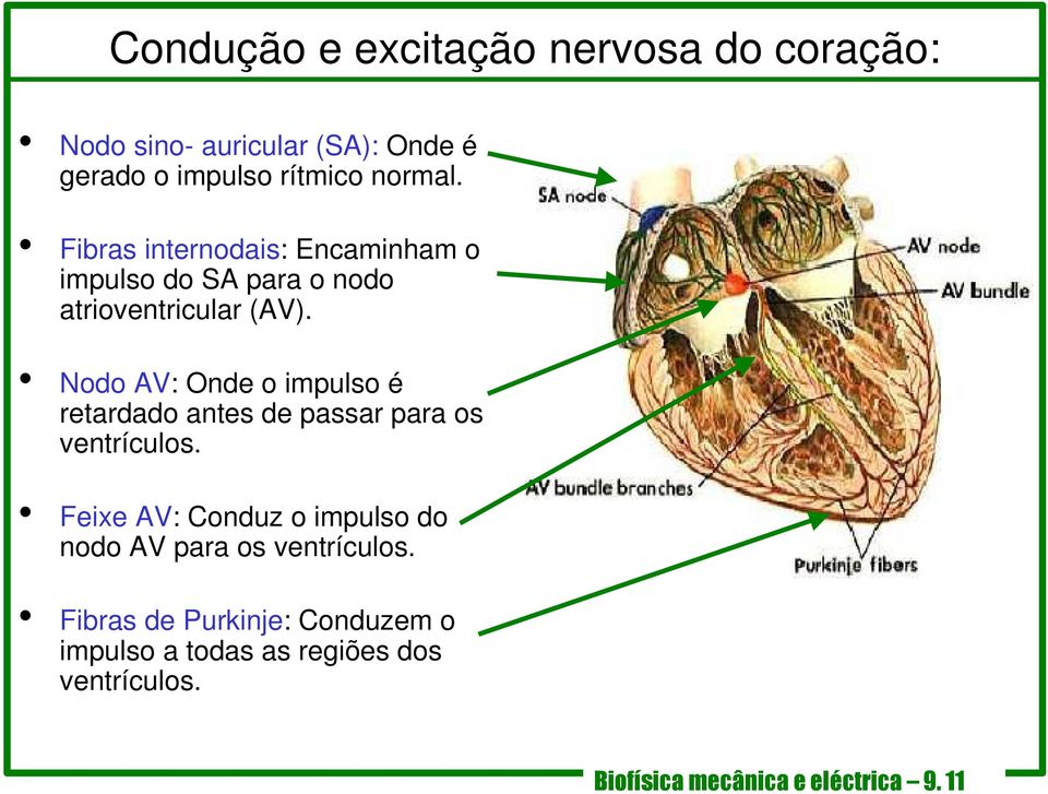 Nodo AV: Onde o impulso é retardado antes de passar para os ventrículos.