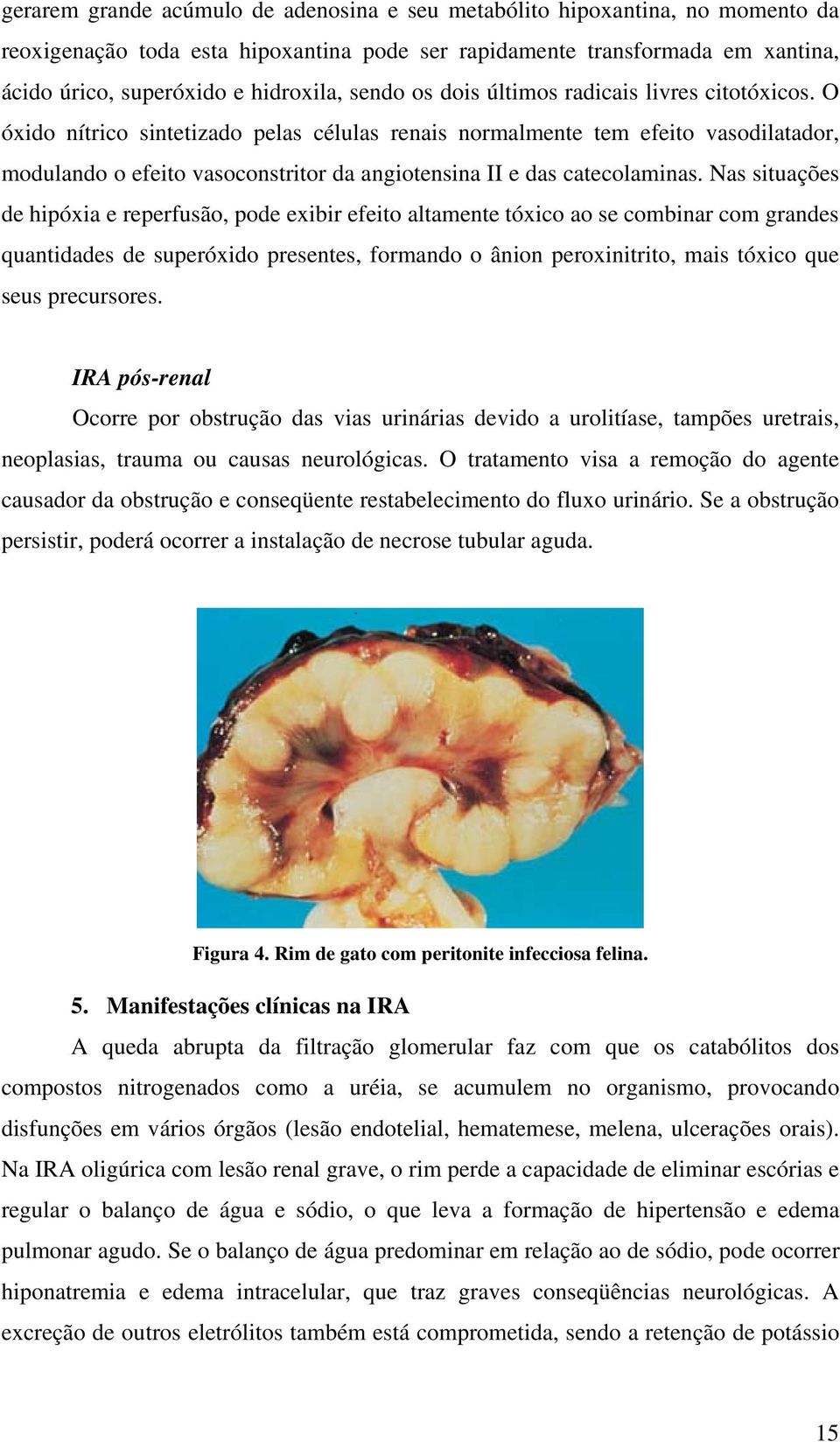 O óxido nítrico sintetizado pelas células renais normalmente tem efeito vasodilatador, modulando o efeito vasoconstritor da angiotensina II e das catecolaminas.