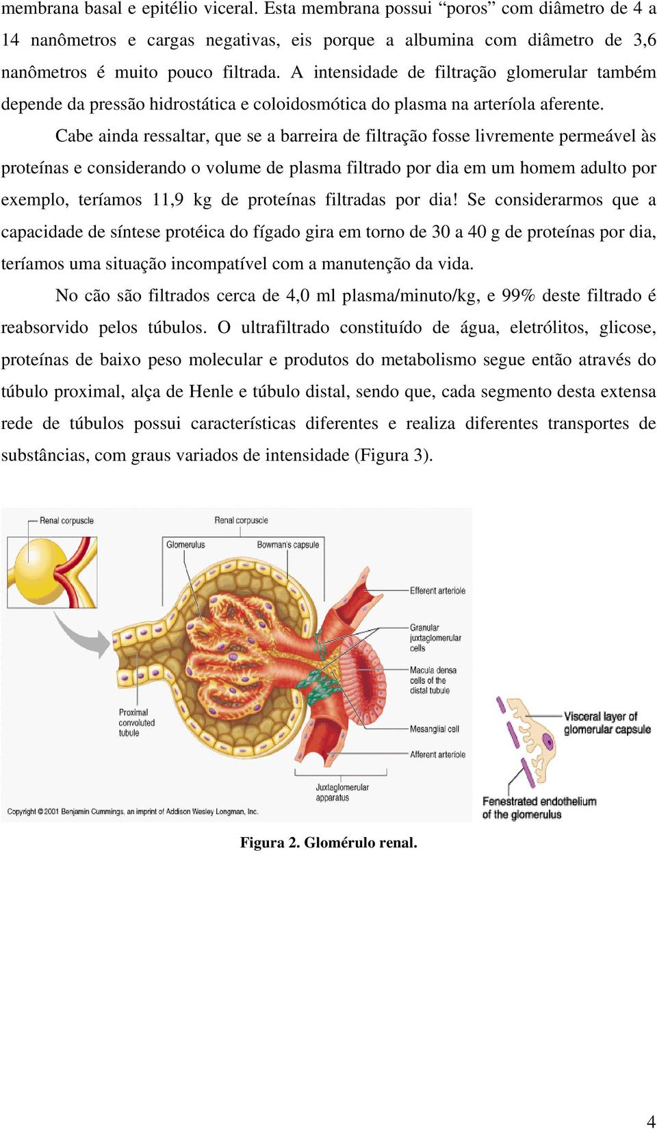 Cabe ainda ressaltar, que se a barreira de filtração fosse livremente permeável às proteínas e considerando o volume de plasma filtrado por dia em um homem adulto por exemplo, teríamos 11,9 kg de