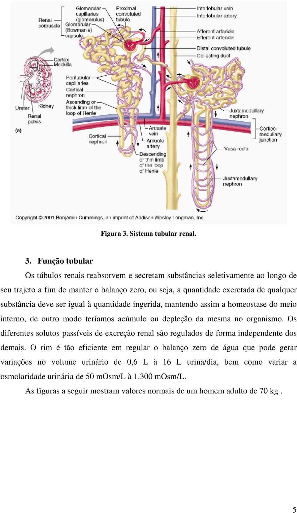 Função tubular Os túbulos renais reabsorvem e secretam substâncias seletivamente ao longo de seu trajeto a fim de manter o balanço zero, ou seja, a quantidade excretada de qualquer