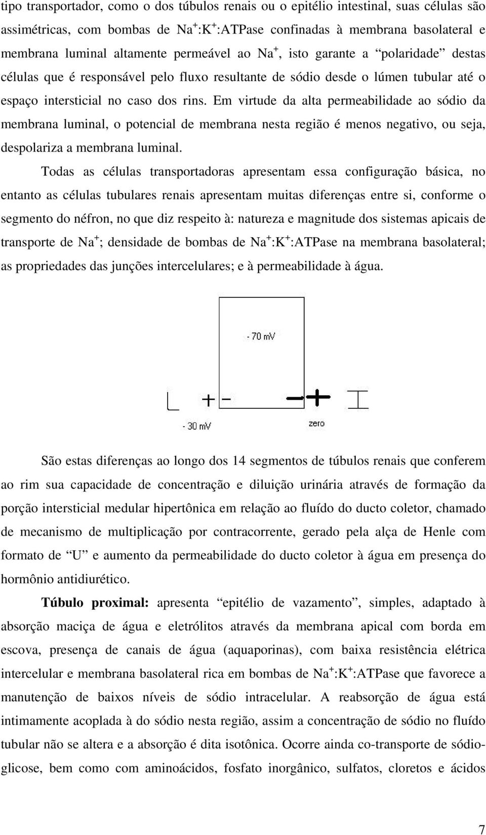 Em virtude da alta permeabilidade ao sódio da membrana luminal, o potencial de membrana nesta região é menos negativo, ou seja, despolariza a membrana luminal.