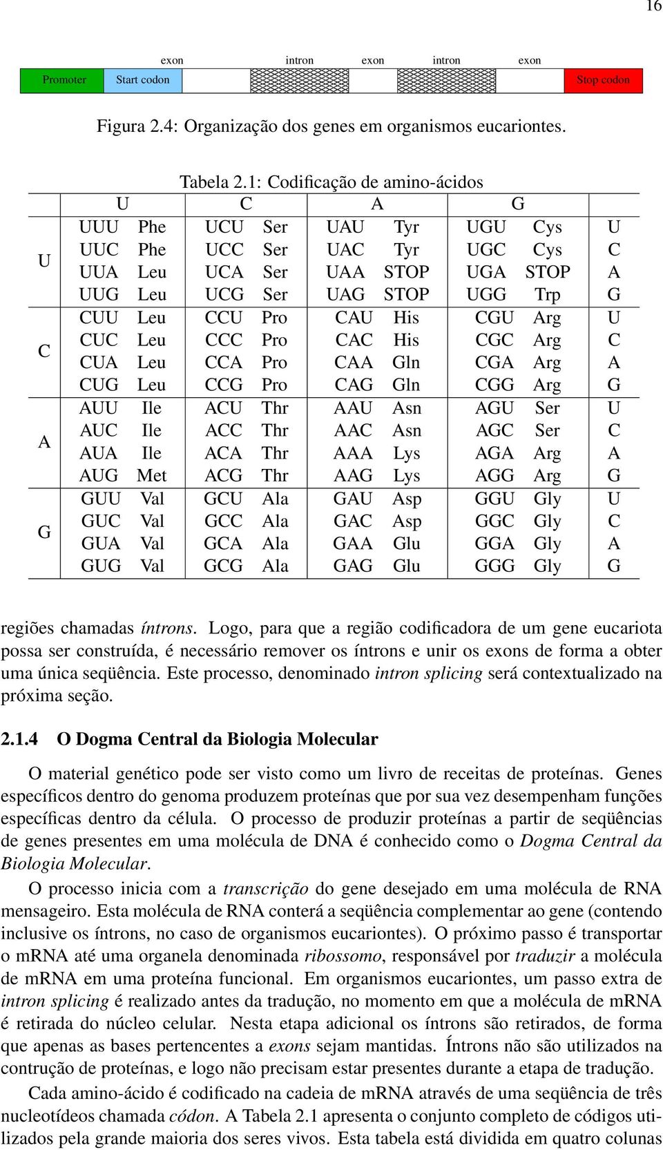 Arg CUC Leu CCC Pro CAC His CGC Arg CUA Leu CCA Pro CAA Gln CGA Arg CUG Leu CCG Pro CAG Gln CGG Arg AUU Ile ACU Thr AAU Asn AGU Ser AUC Ile ACC Thr AAC Asn AGC Ser AUA Ile ACA Thr AAA Lys AGA Arg AUG