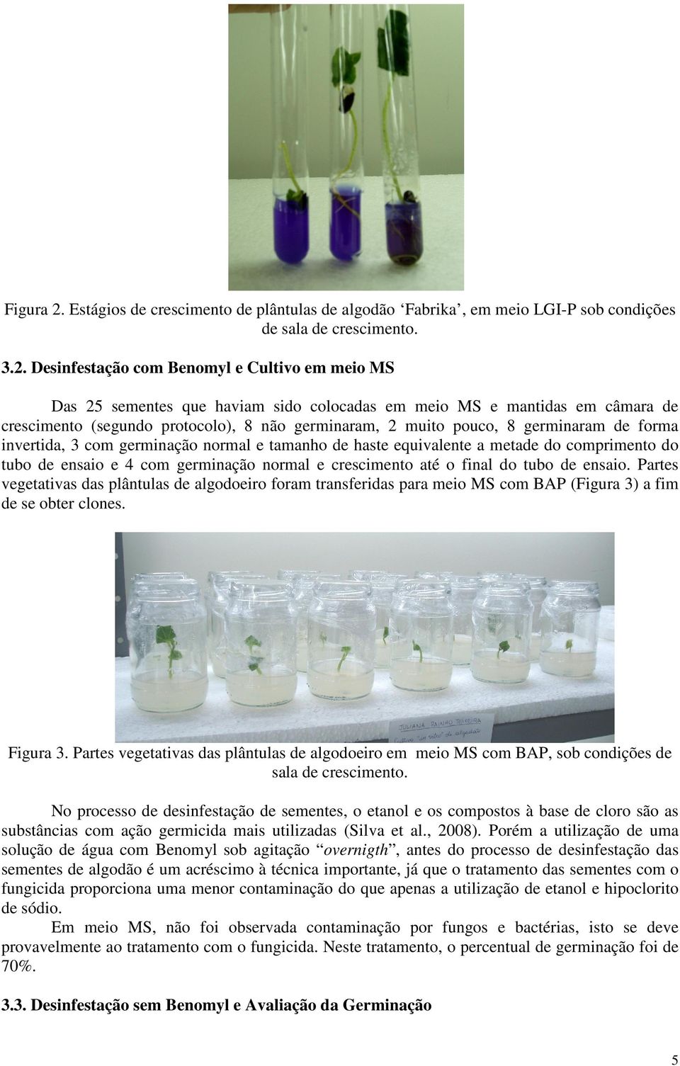 Desinfestação com Benomyl e Cultivo em meio MS Das 25 sementes que haviam sido colocadas em meio MS e mantidas em câmara de crescimento (segundo protocolo), 8 não germinaram, 2 muito pouco, 8