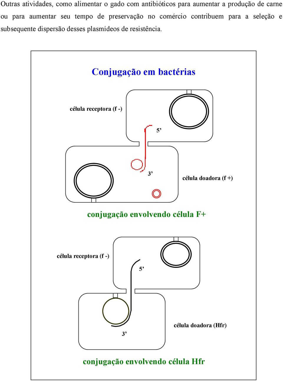 plasmídeos de resistência.