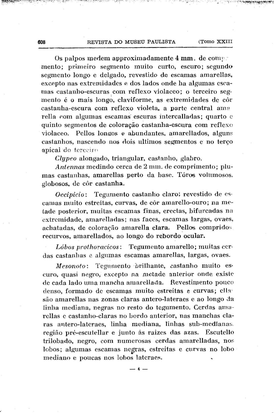 dos lados onde ha algumas esca- mas castanho-escuras corn reflex0 violaceo; 0 terceiro seg- mento & o mais longo, claviforme, as extremidades de car castanha-escura corn reflex0 violeta.