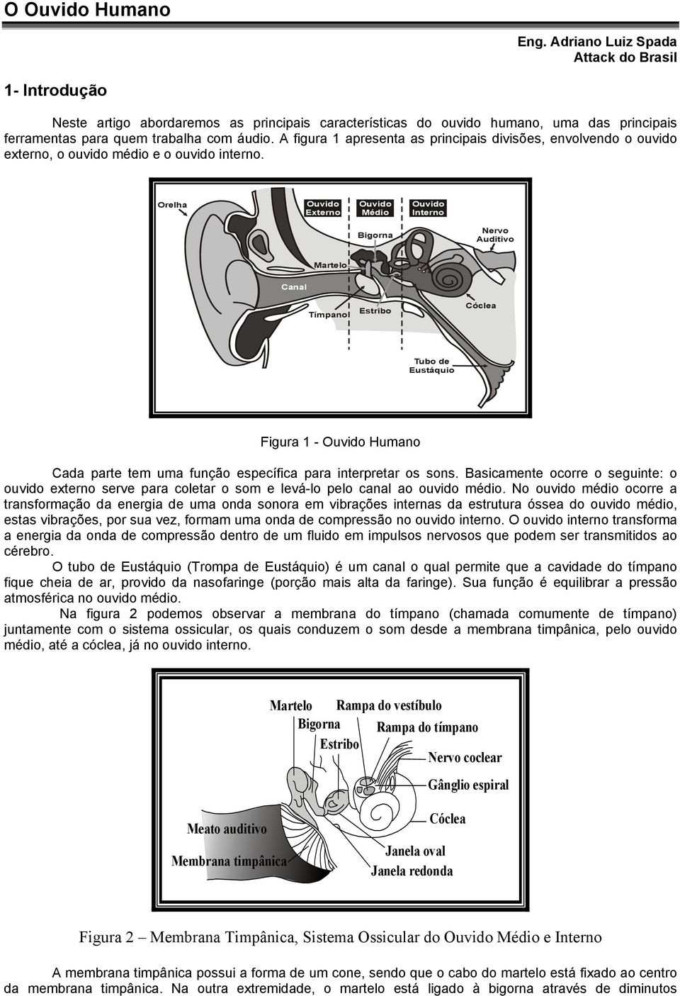 A figura 1 apresenta as principais divisões, envolvendo o ouvido externo, o ouvido médio e o ouvido interno.