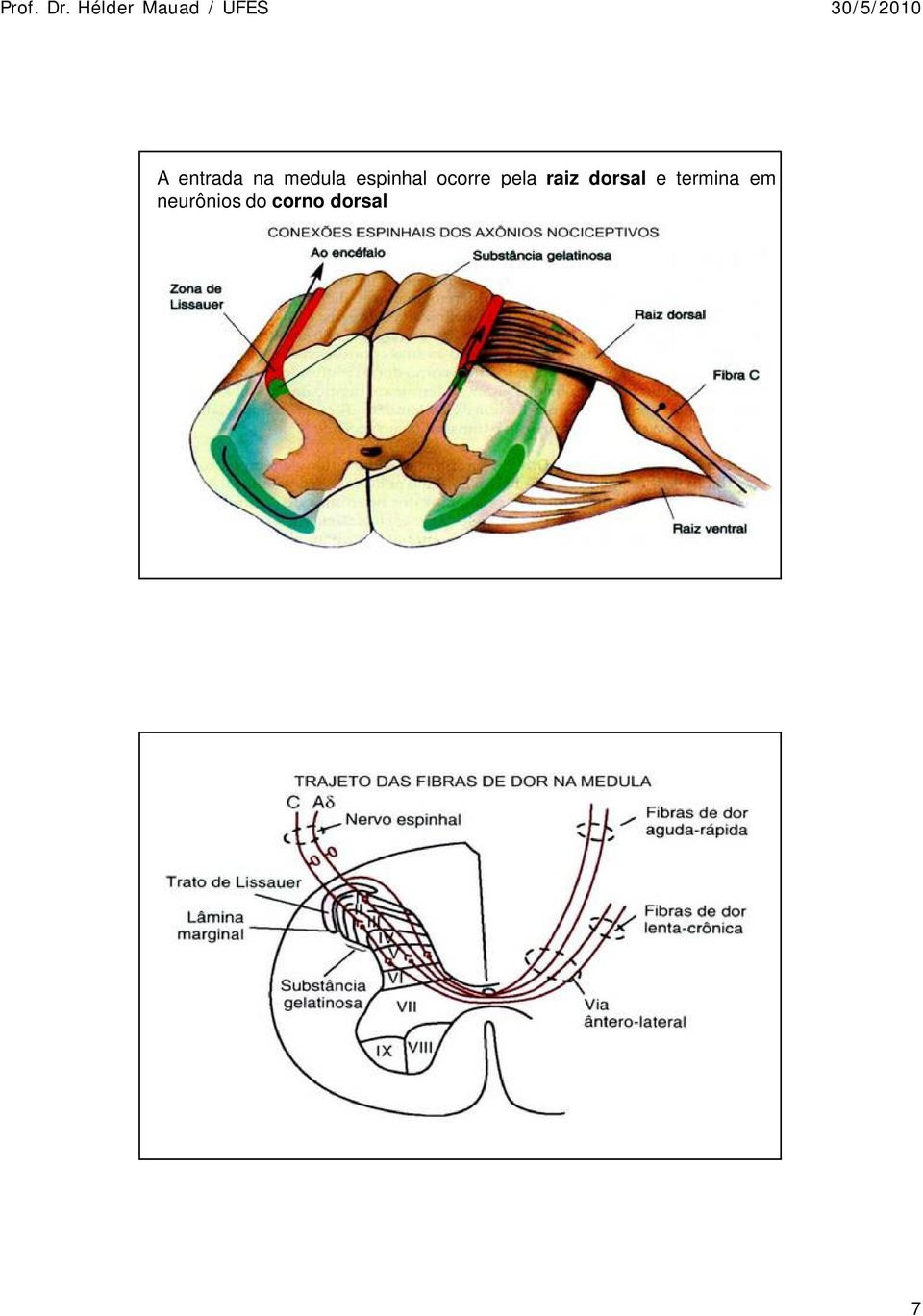 raiz dorsal e termina