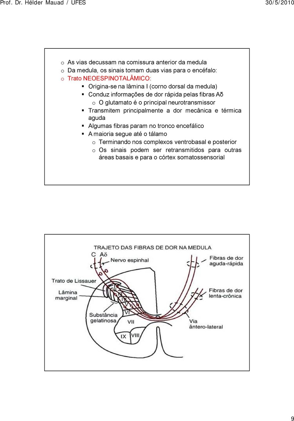 neurotransmissor Transmitem principalmente a dor mecçnica e türmica aguda Algumas fibras param no tronco encefålico A maioria segue atü o