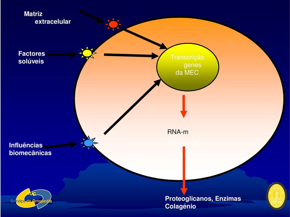 Influências biomecânicas RNA-m