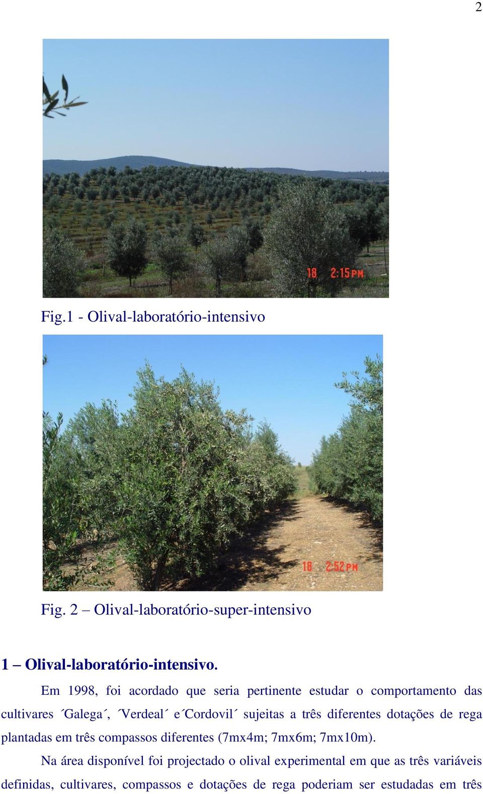 três diferentes dotações de rega plantadas em três compassos diferentes (7mx4m; 7mx6m; 7mx10m).