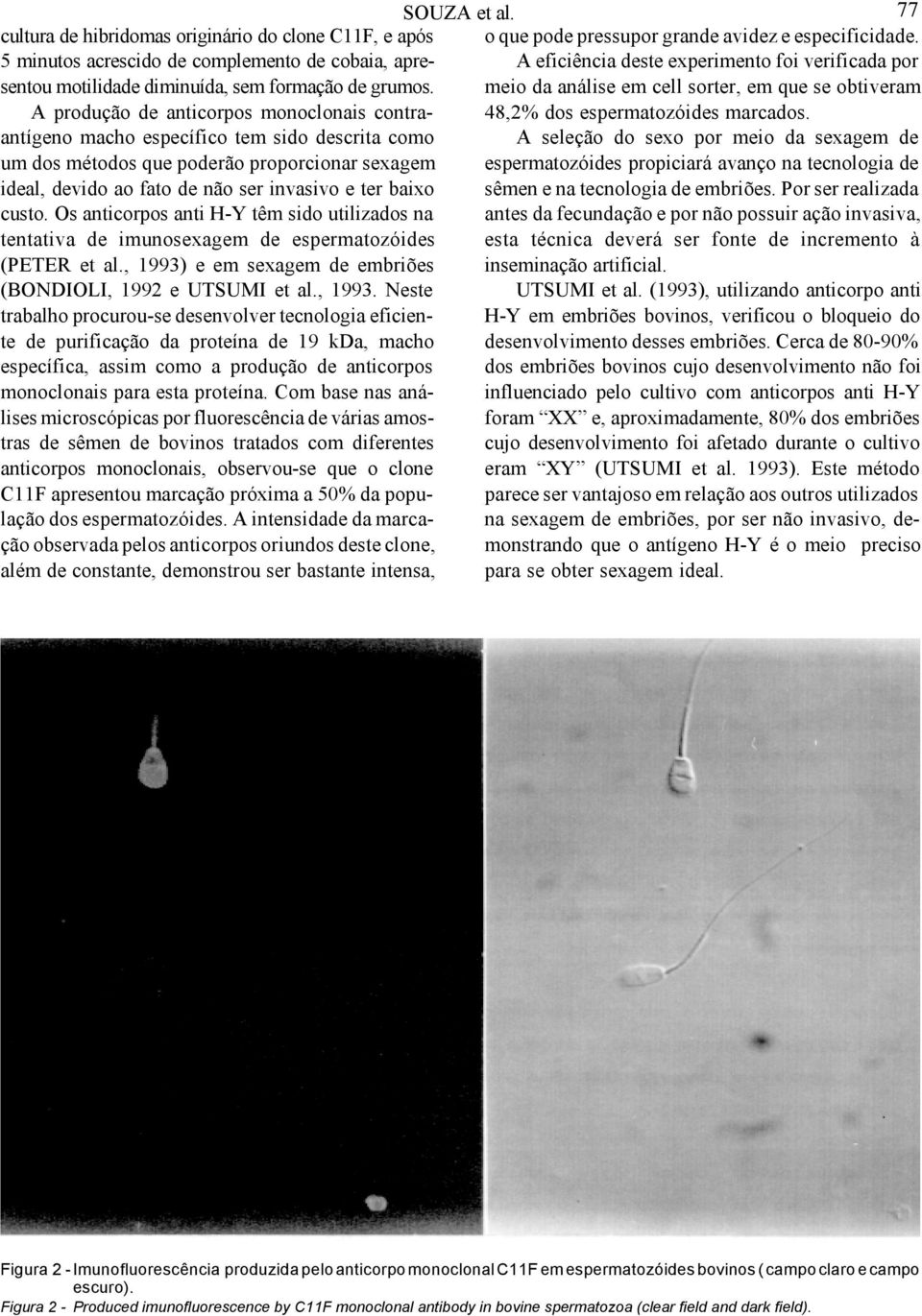 meio da análise em cell sorter, em que se obtiveram A eficiência deste experimento foi verificada por A produção de anticorpos monoclonais contraantígeno macho específico tem sido descrita como A