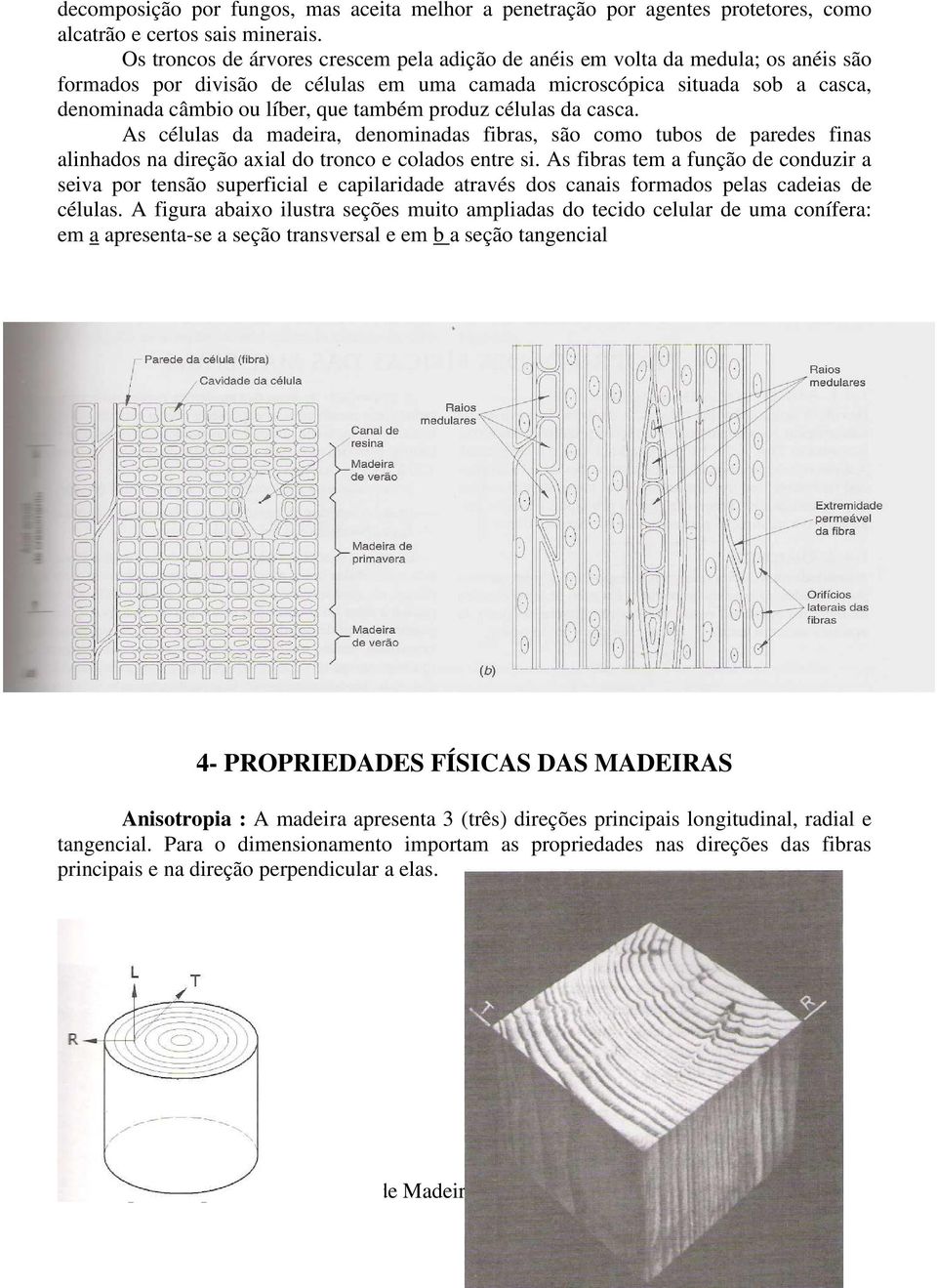 também produz células da casca. As células da madeira, denominadas fibras, são como tubos de paredes finas alinhados na direção axial do tronco e colados entre si.