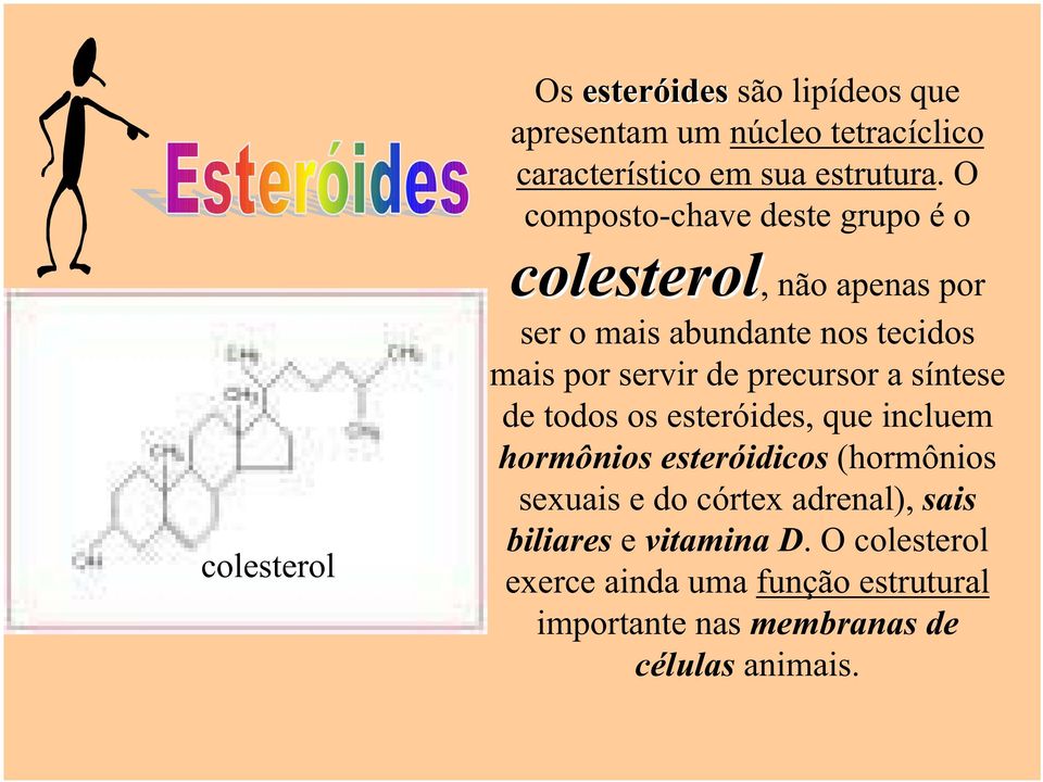 servir de precursor a síntese de todos os esteróides, que incluem hormônios esteróidicos (hormônios sexuais e do