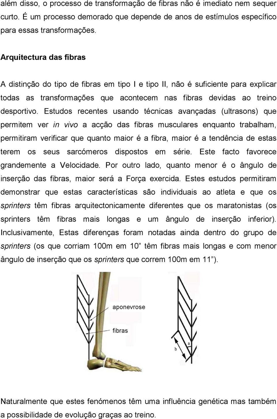 Estudos recentes usando técnicas avançadas (ultrasons) que permitem ver in vivo a acção das fibras musculares enquanto trabalham, permitiram verificar que quanto maior é a fibra, maior é a tendência