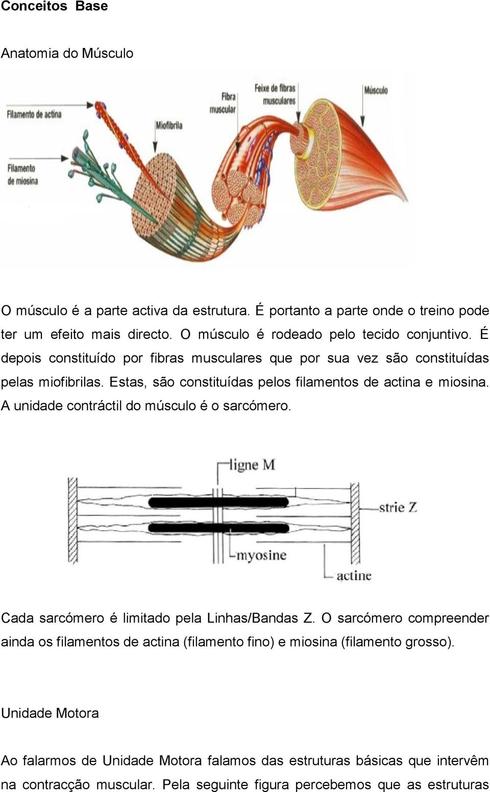 Estas, são constituídas pelos filamentos de actina e miosina. A unidade contráctil do músculo é o sarcómero. Cada sarcómero é limitado pela Linhas/Bandas Z.