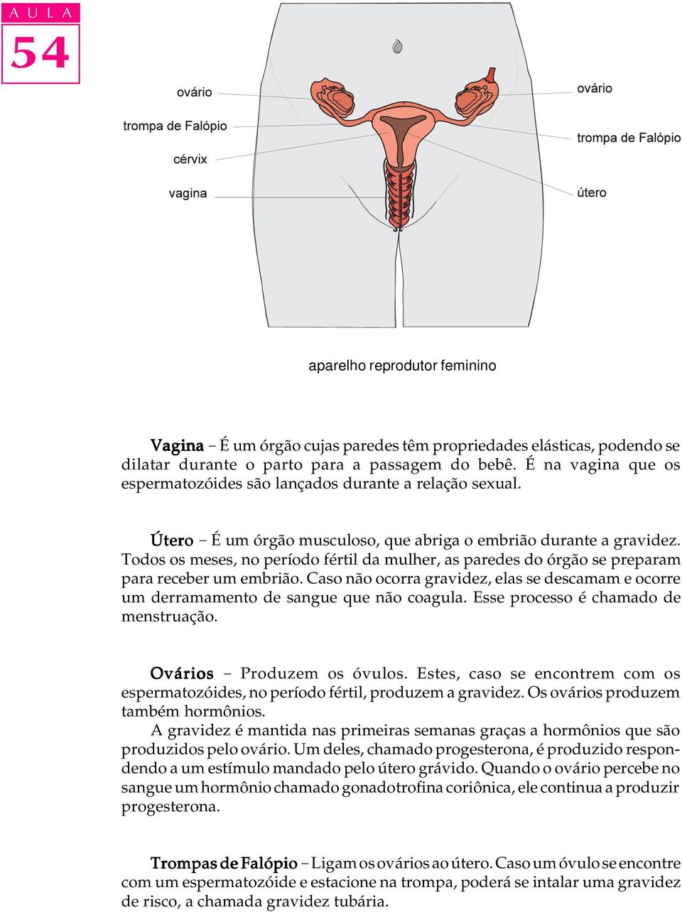 Todos os meses, no período fértil da mulher, as paredes do órgão se preparam para receber um embrião. Caso não ocorra gravidez, elas se descamam e ocorre um derramamento de sangue que não coagula.