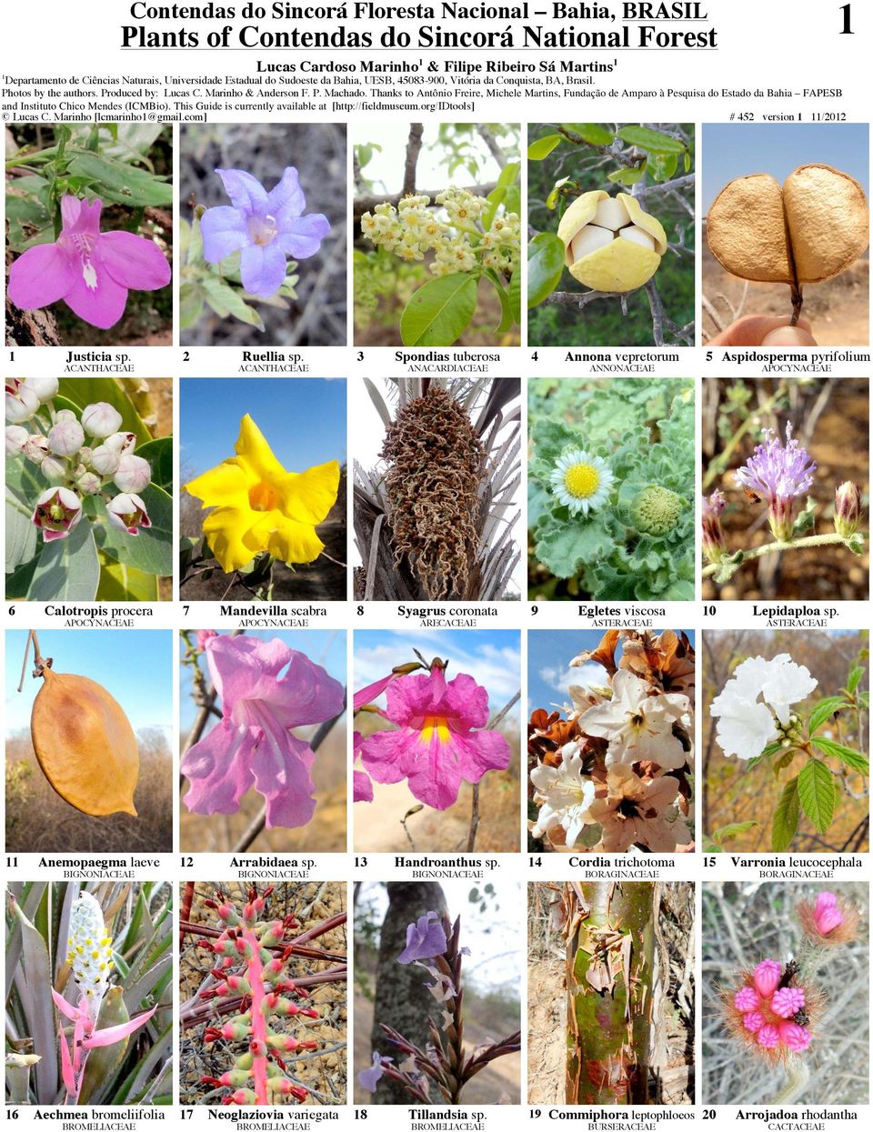 ACANTHACEAE 3 Spondias tuberosa ANACARDIACEAE 4 Annona vepretorum ANNONACEAE 5 Aspidosperma pyrifolium 6 Calotropis procera 7 Mandevilla scabra 8 Syagrus coronata ARECACEAE 9