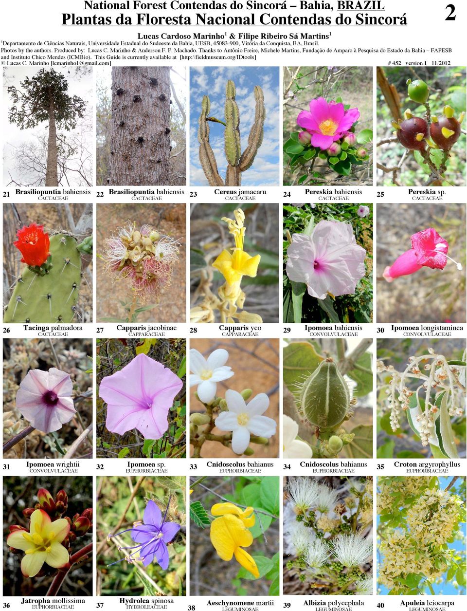 26 Tacinga palmadora 27 Capparis jacobinae CAPPARACEAE 28 Capparis yco CAPPARACEAE 29 Ipomoea bahiensis 30 Ipomoea longistaminea 3 Ipomoea wrightii 32 Ipomoea sp.