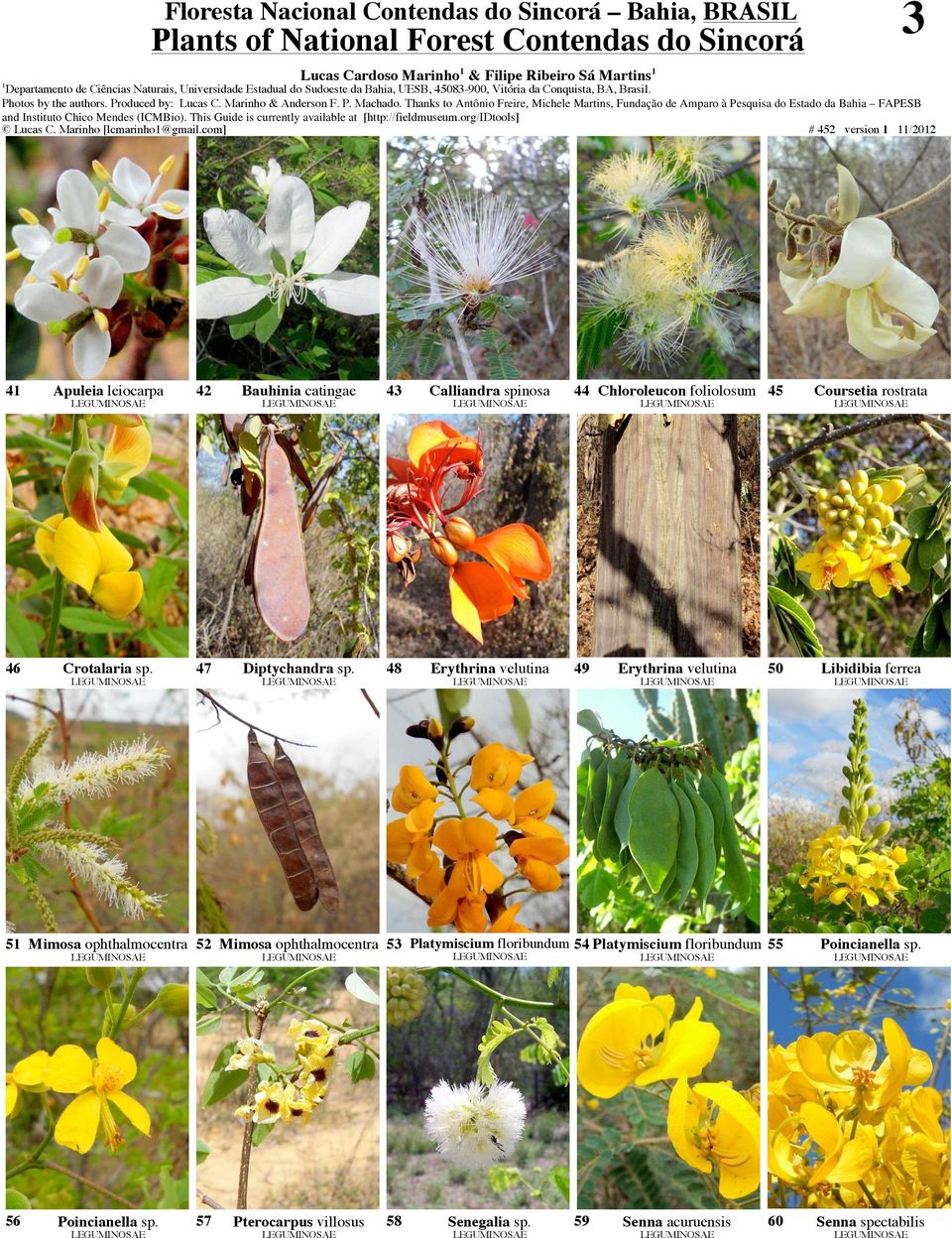 com] # 452 version /202 3 4 Apuleia leiocarpa 42 Bauhinia catingae 43 Calliandra spinosa 44 Chloroleucon foliolosum 45 Coursetia rostrata 46 Crotalaria sp.