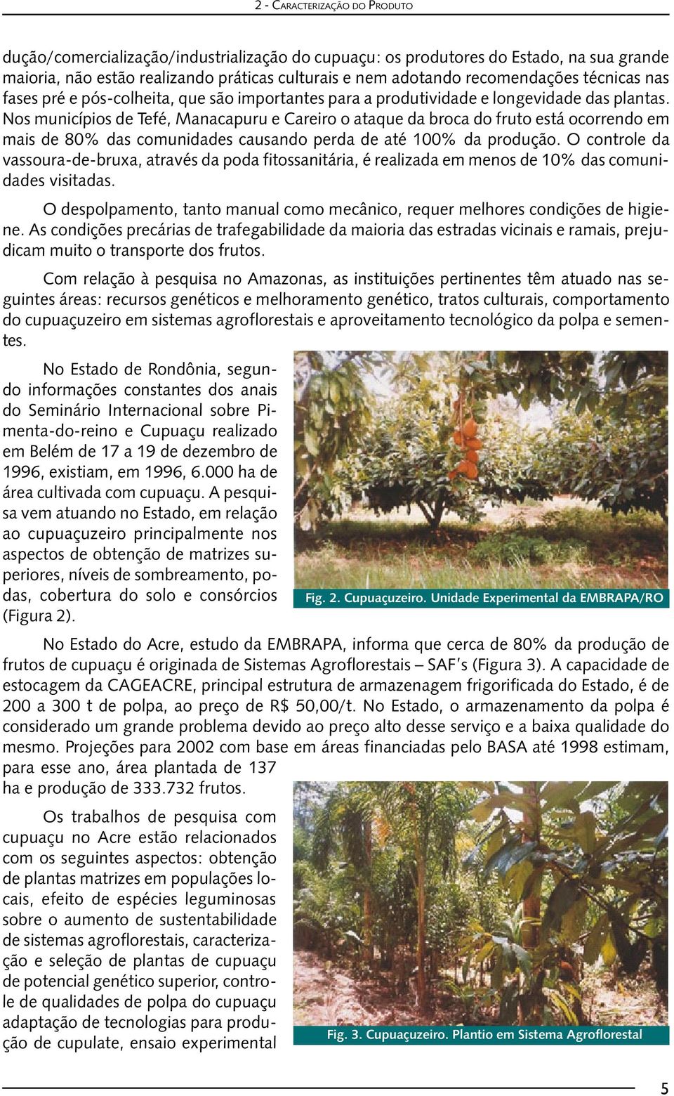 Nos municípios de Tefé, Manacapuru e Careiro o ataque da broca do fruto está ocorrendo em mais de 80% das comunidades causando perda de até 100% da produção.