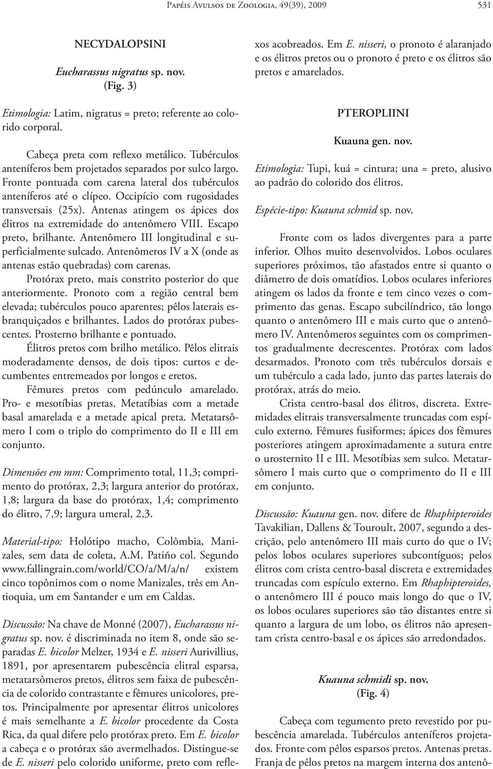 Occipício com rugosidades transversais (25x). Antenas atingem os ápices dos élitros na extremidade do antenômero VIII. Escapo preto, brilhante. Antenômero III longitudinal e superficialmente sulcado.